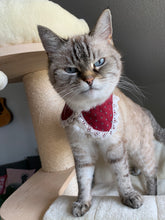 Lade das Bild in den Galerie-Viewer, Katzlatz