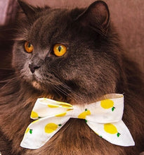 Lade das Bild in den Galerie-Viewer, Schleife